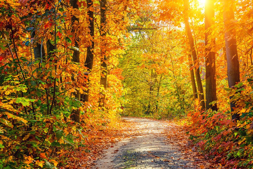 Where to Experience the Best Fall Foliage in Maryland